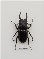 藏品(鬼艷鍬形蟲)的圖片